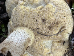 Suillus lakei