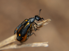 Ceroctis trifurca
