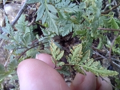 Myriopteris wrightii