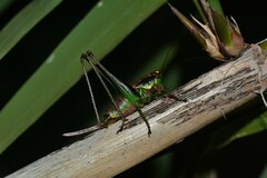 Eupholidoptera chabrieri