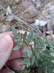 Myriopteris wrightii