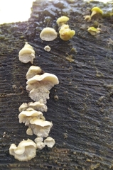 Skeletocutis amorpha