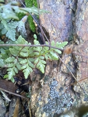 Myriopteris wrightii