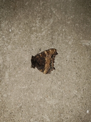 Nymphalis xanthomelas