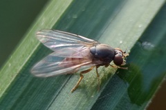 Platypezidae