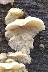 Skeletocutis amorpha