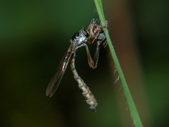 Leptogaster
