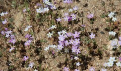 Leptosiphon breviculus