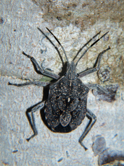 Atelocera