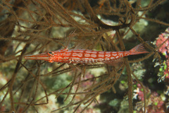 Oxycirrhites typus