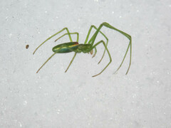 Tetragnatha viridis