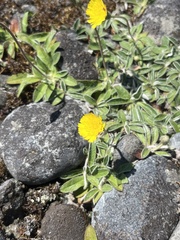 Pilosella officinarum