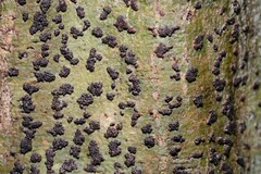 Bathelium carolinianum