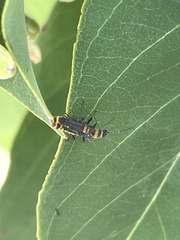 Chauliognathus sydneyanus