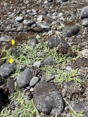 Pilosella officinarum