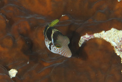 Canthigaster valentini