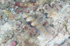 Amblyeleotris guttata