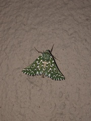 Drepanogynis bifasciata