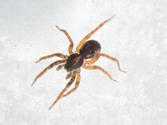 Zoicinae