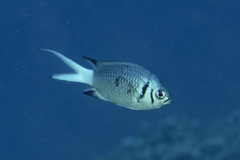Chromis xanthura