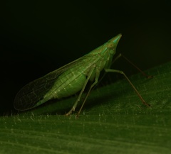 Dictyopharinae