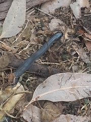 Cryptophis nigrescens