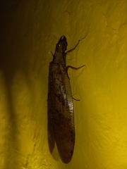 Megaloptera