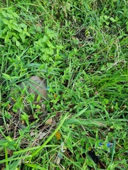 Commelina benghalensis image