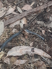 Cryptophis nigrescens