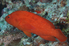 Cephalopholis spiloparaea