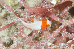 Cetoscarus ocellatus