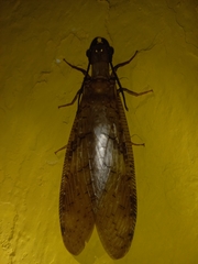 Megaloptera