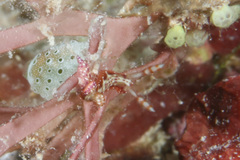 Hypselodoris decorata
