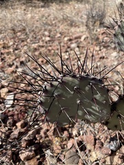 Opuntia macrocentra