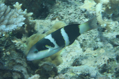 Thalassoma nigrofasciatum