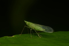 Dictyopharinae