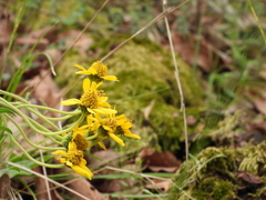 Verbesina virgata