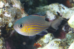 Pycnochromis vanderbilti