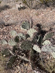 Opuntia macrocentra