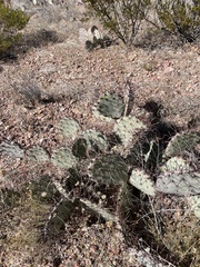 Opuntia macrocentra