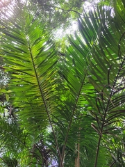 Bactris timbuiensis