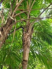 Bactris timbuiensis