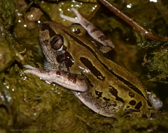 Kassina senegalensis