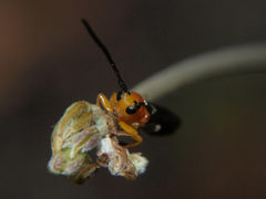 Leuconitocris argyrostigma