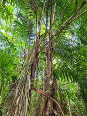 Bactris timbuiensis