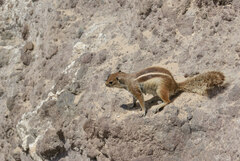 Atlantoxerus getulus