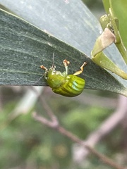 Calomela pallida