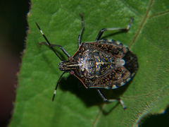 Halyomorpha