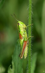 Euthystira brachyptera brachyptera