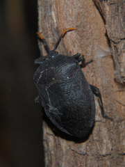 Coridius lividus